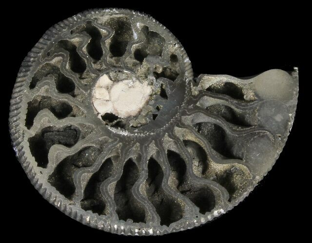 Pyritized Kosmoceras Ammonite Fossil - Sliced #38984